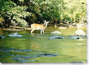 Deer foraging for food on Tellico River.