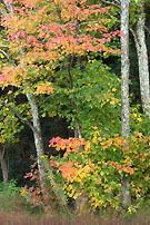 Maple showing Fall colors near Lake View Overlook.