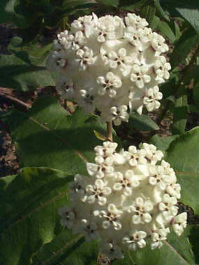 Unidentified...If you know this one email.