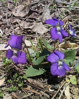 Birdsfoot Violet