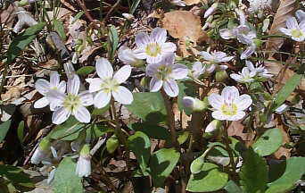Spring Beauty