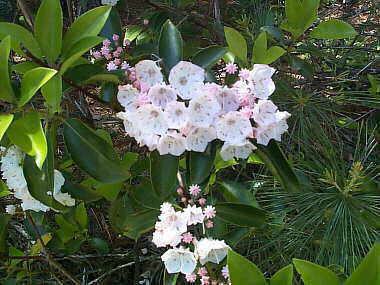 Mountain Laurel